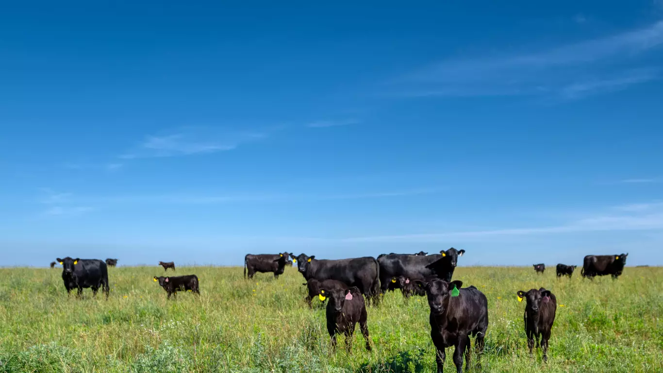 Detalle del ganado vacuno de cerca