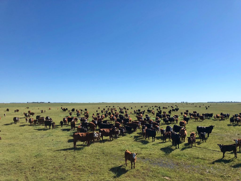 Ganado pastando en el campo - vista lejana