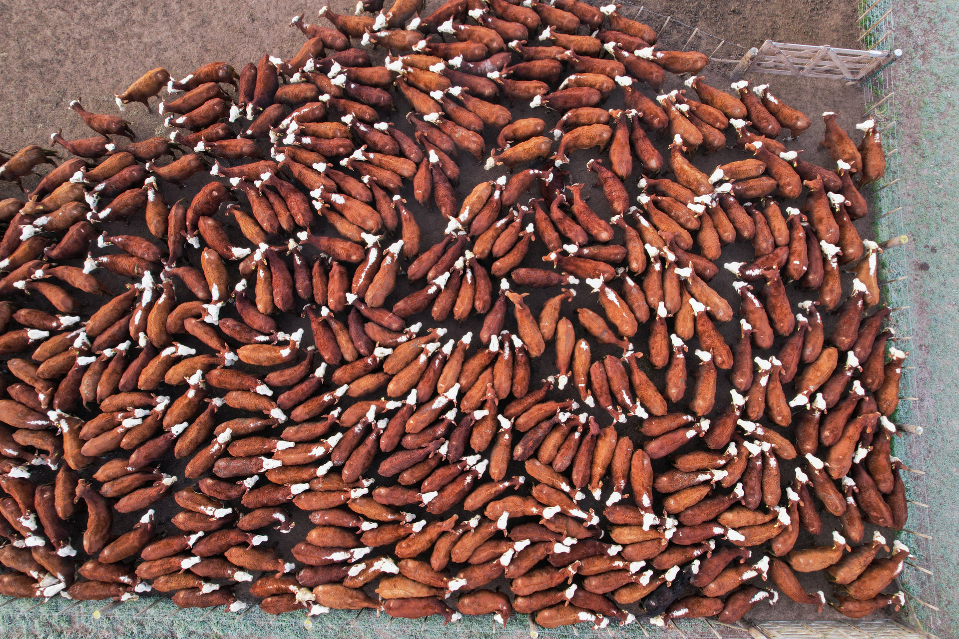 Vista panorámica de vacas desde arriba